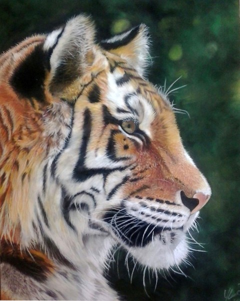 Ritratto tigre