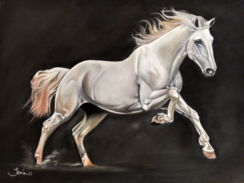 Ritratto cavallo bianco