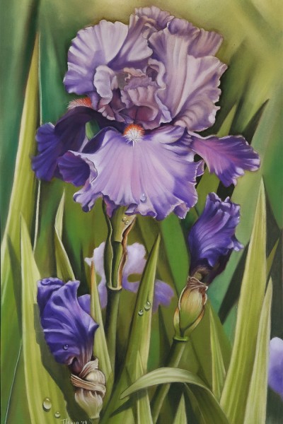 Disegno fiori, iris